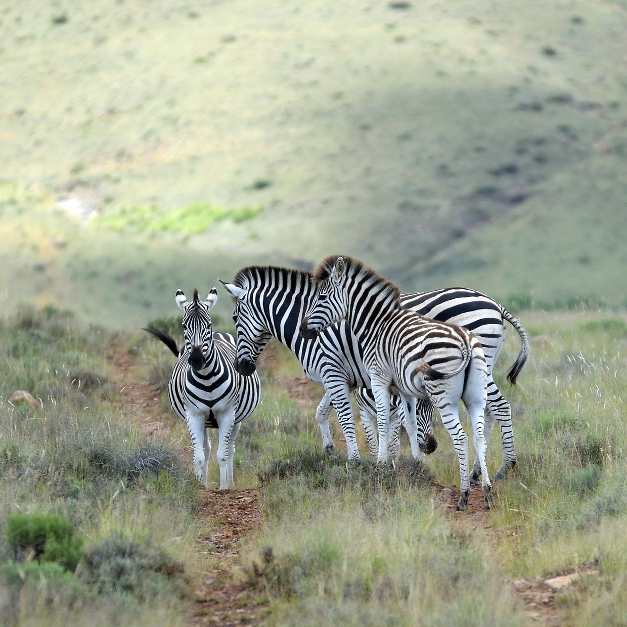 Ride The Karoo 100 Miler | Sneeuberg Nature Reserve | Luxury Karoo Farm Stay | Zebra found on farm