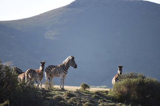 karoo game viewing private nature reserve