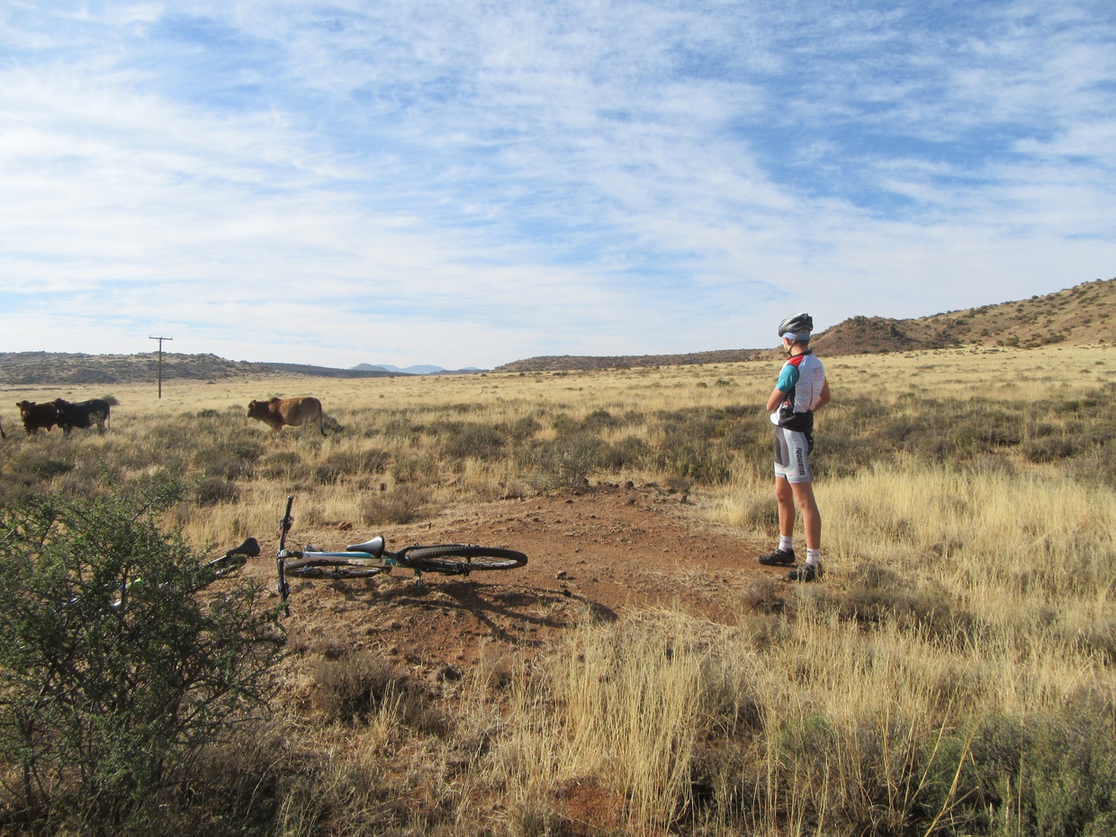 Ride The Karoo 100 Miler | Sneeuberg Nature Reserve | Luxury Karoo Farm Stay | Mountain Biker taking in the view & Cows
