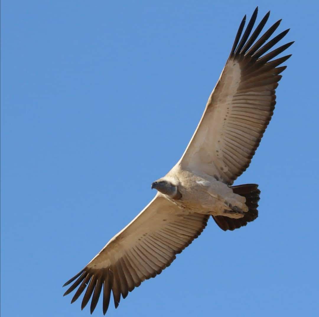 A majestic Cape vulture in flight. Their wingspan can reach up to 2.6m. Captured by Gareth Tate