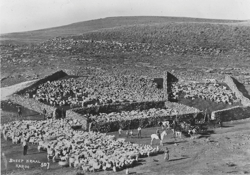 Sheep Kraal in the Karoo from the National Library of South Africa's Collection.