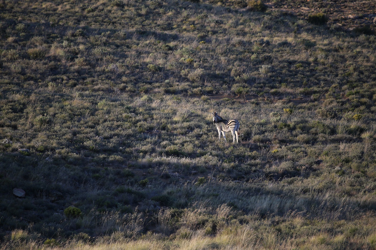 Image of a lone zebra in the vast plains of Sneeuberg Nature Reserve in the Karoo.